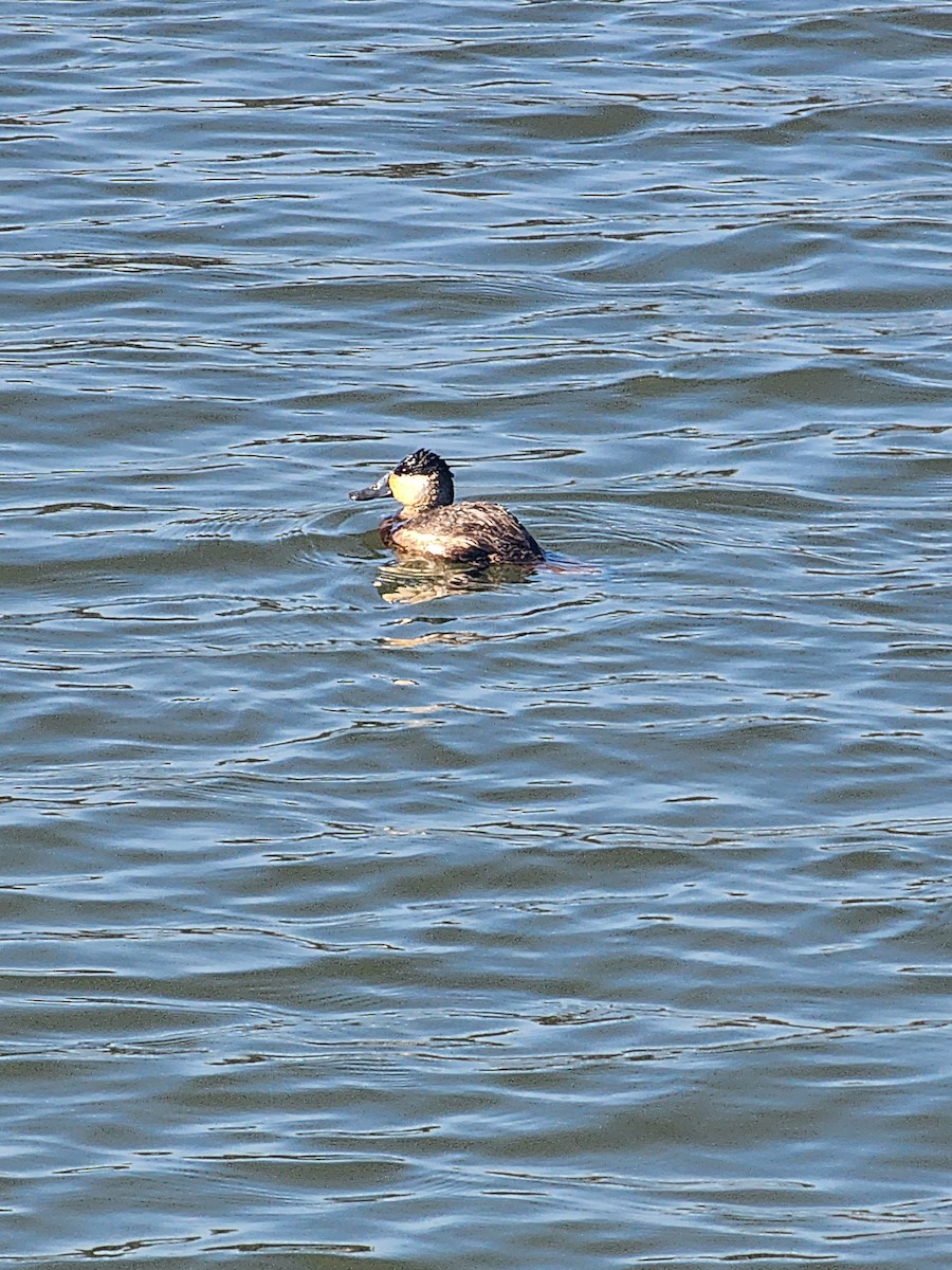 Ruddy Duck - ML630220633