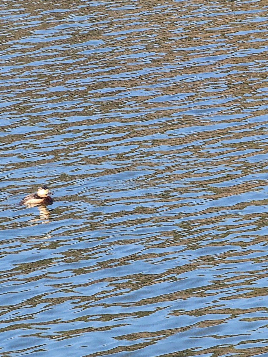 Ruddy Duck - ML630220638