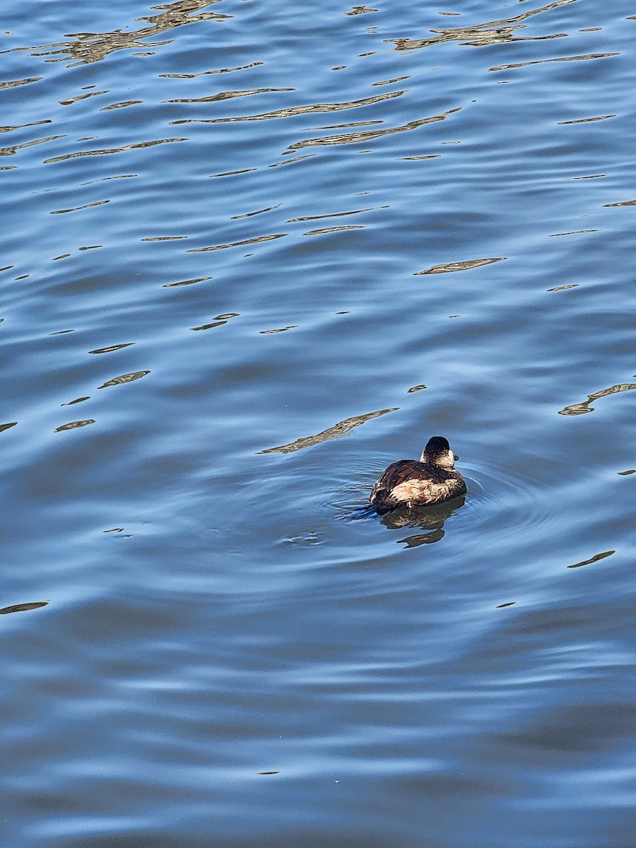 Ruddy Duck - ML630220640