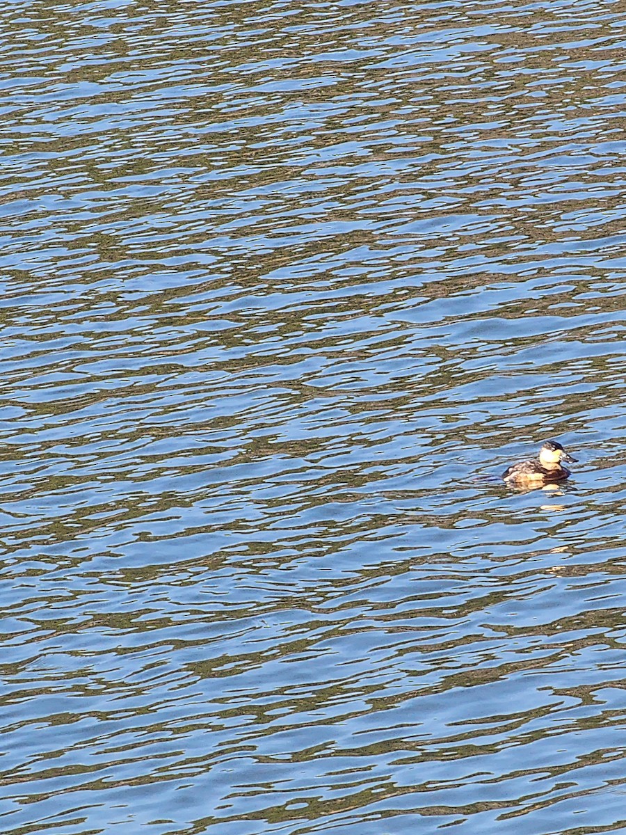 Ruddy Duck - ML630220642