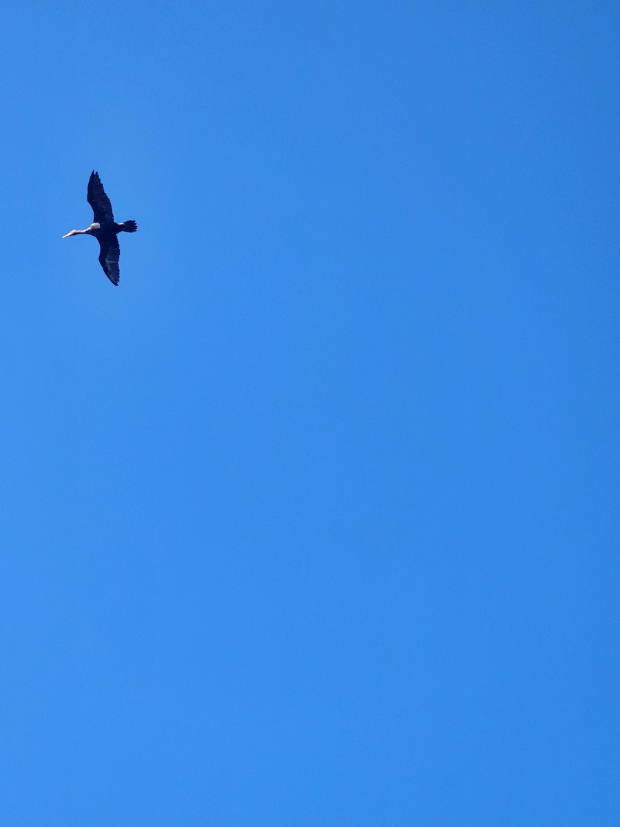 Double-crested Cormorant - ML630220676