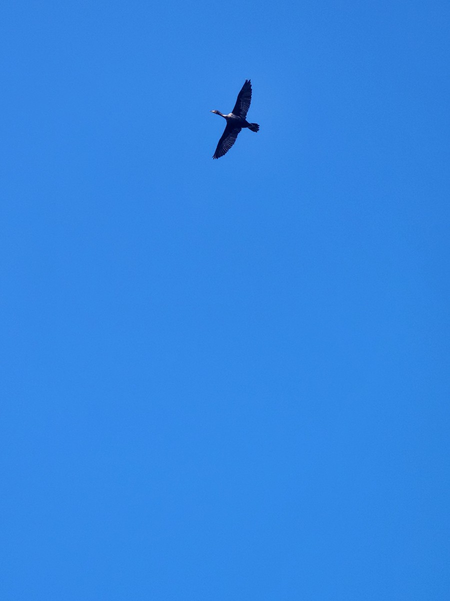 Double-crested Cormorant - ML630220678