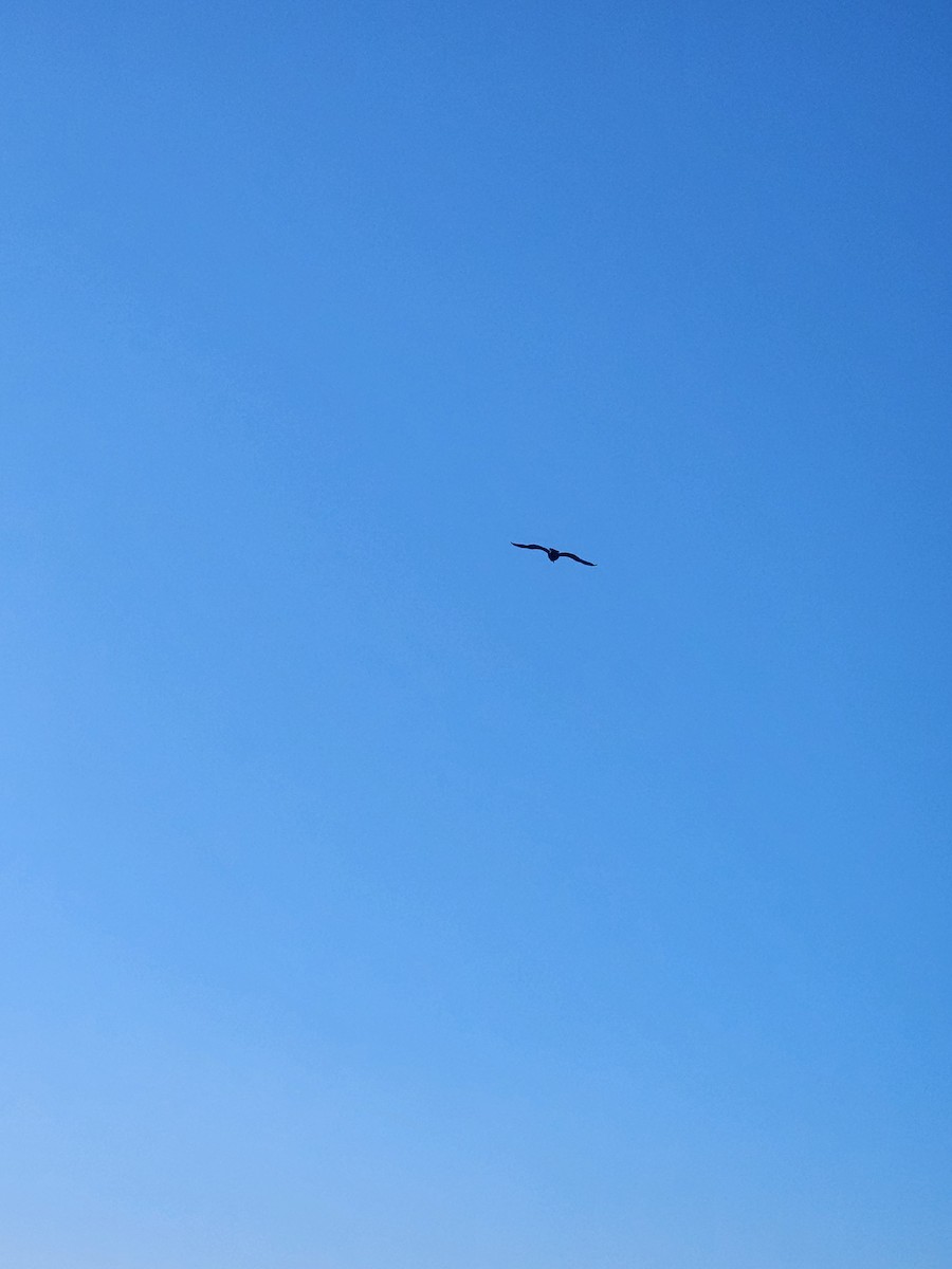 Double-crested Cormorant - ML630220679