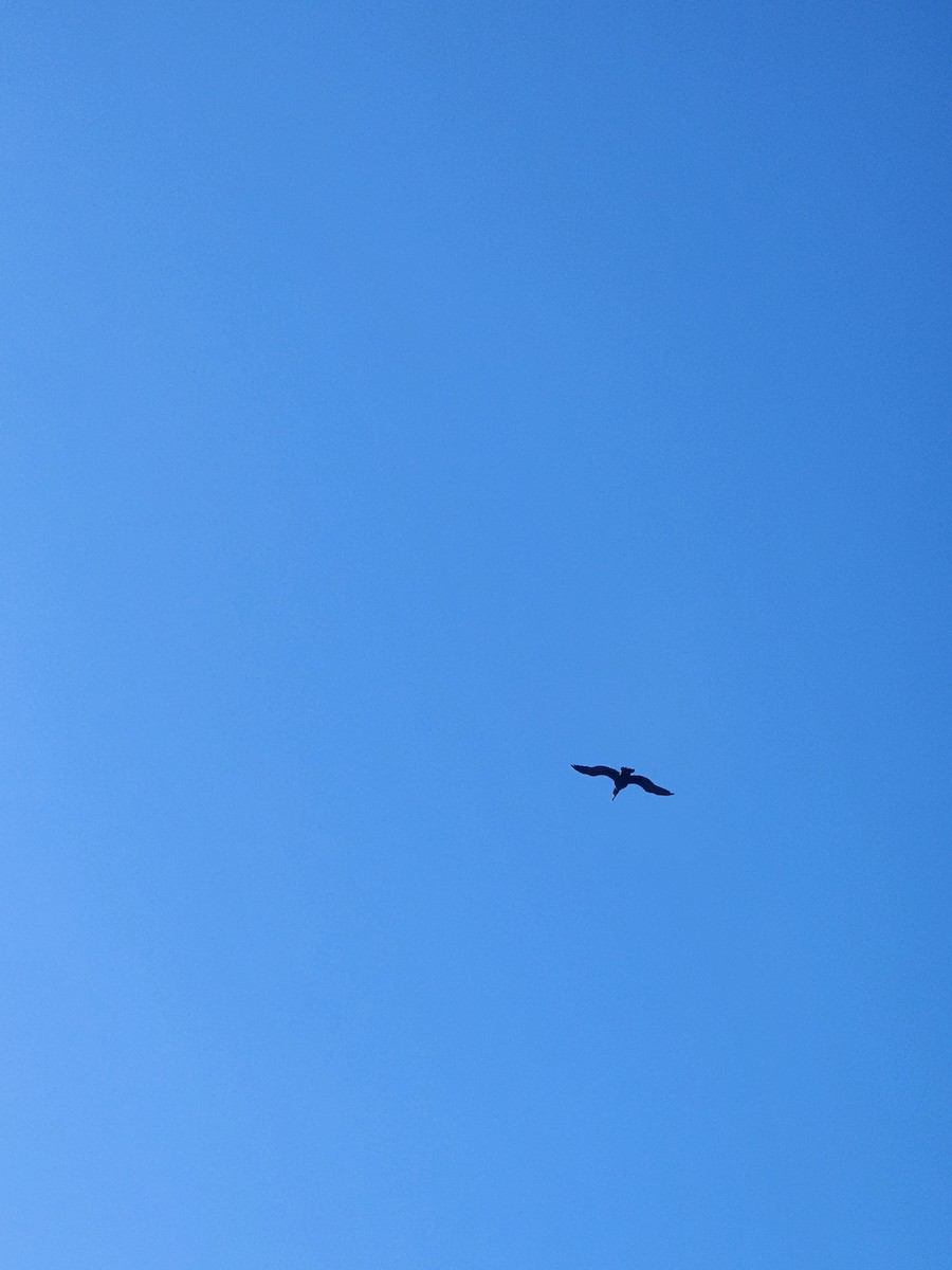 Double-crested Cormorant - ML630220680