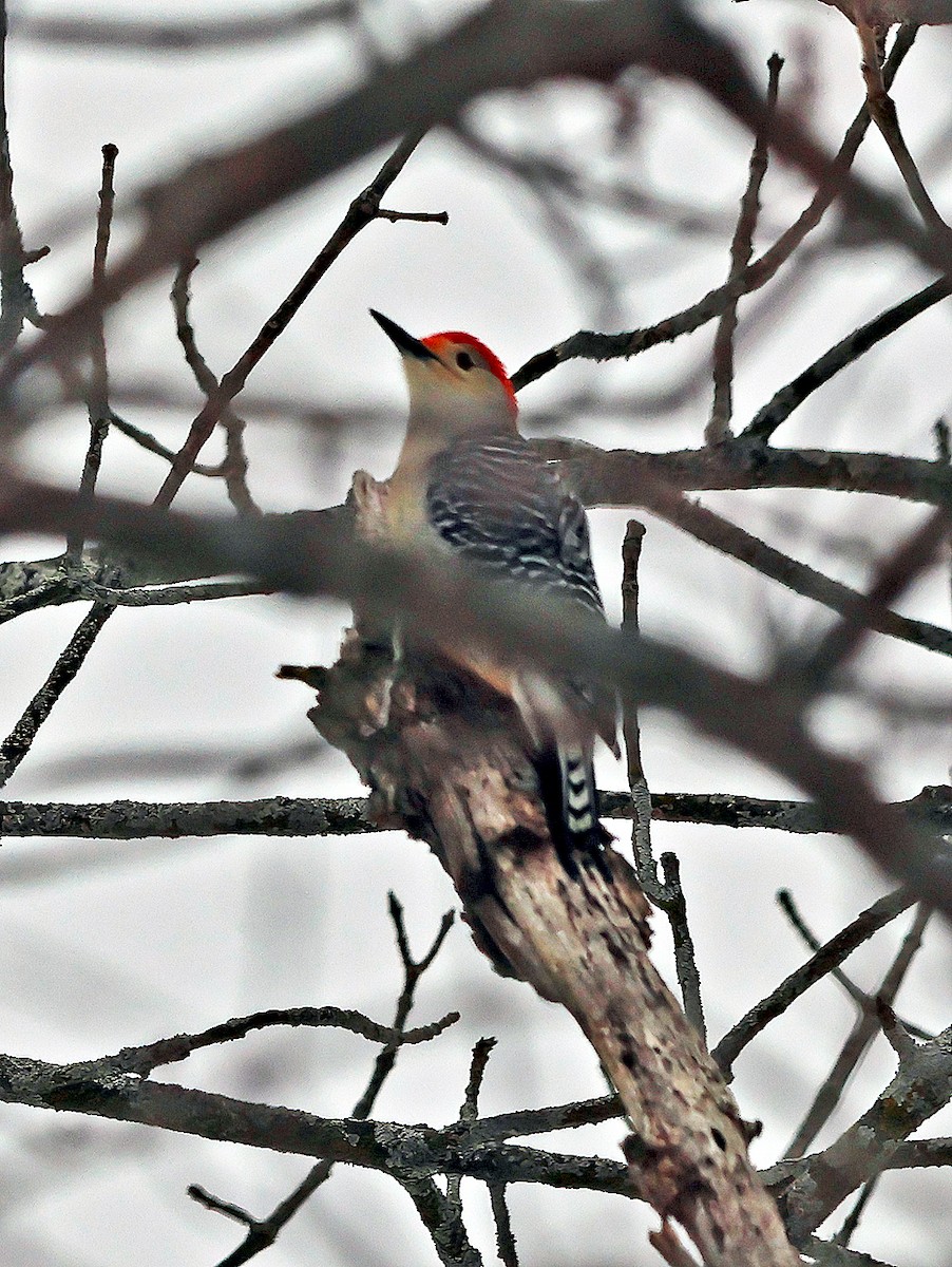 Red-bellied Woodpecker - ML630220703