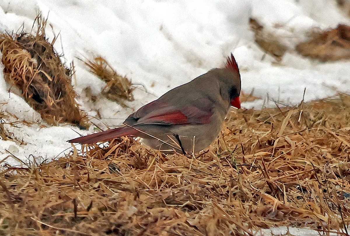 Northern Cardinal - ML630220780