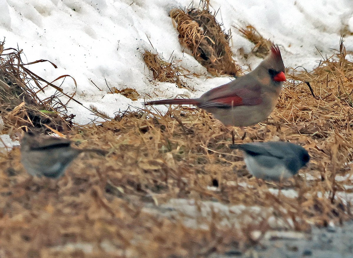 Northern Cardinal - ML630220781