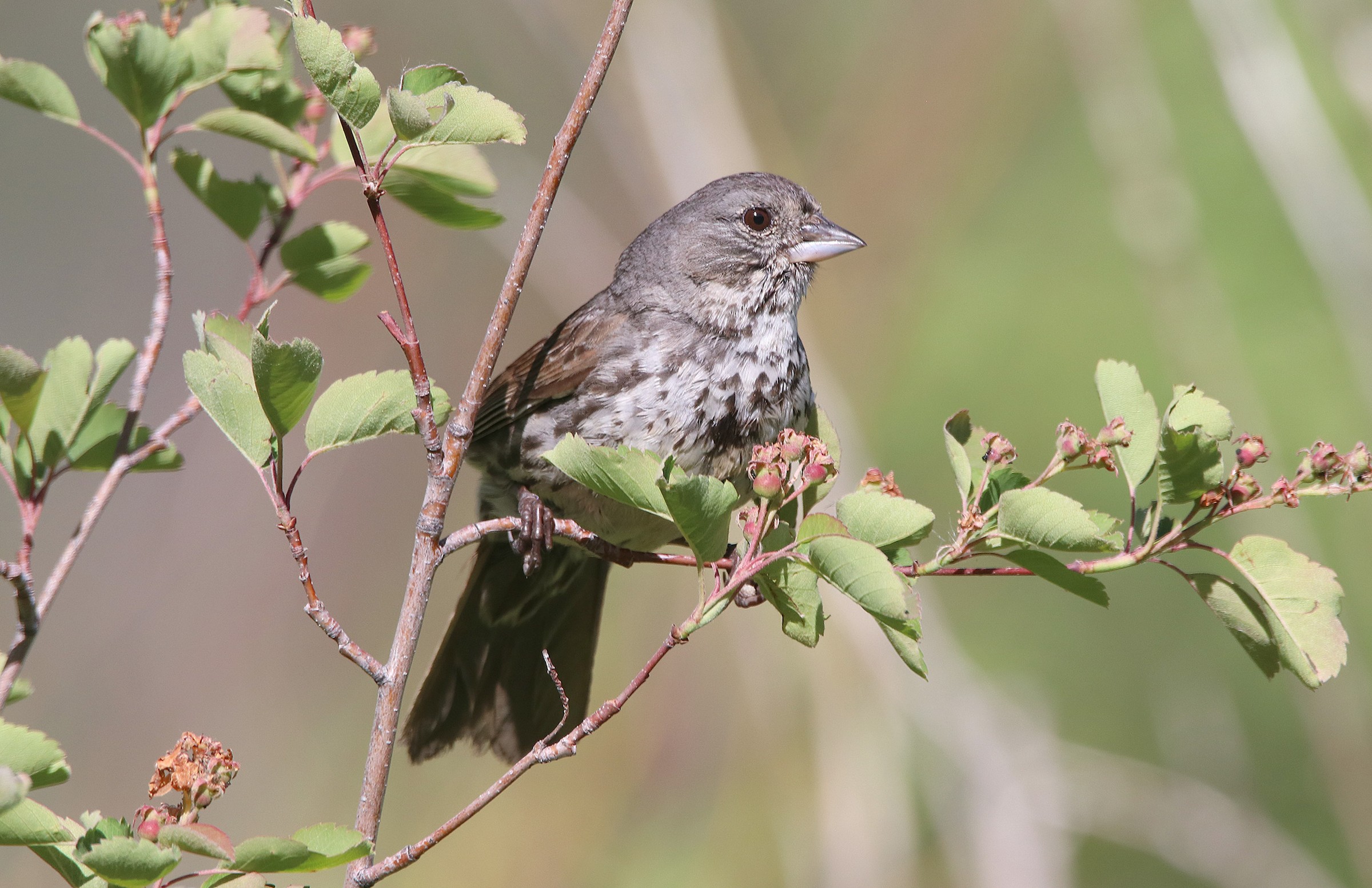 Mountain Birding Tour