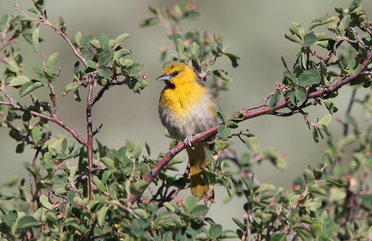 Bullock's Oriole - ML630220840