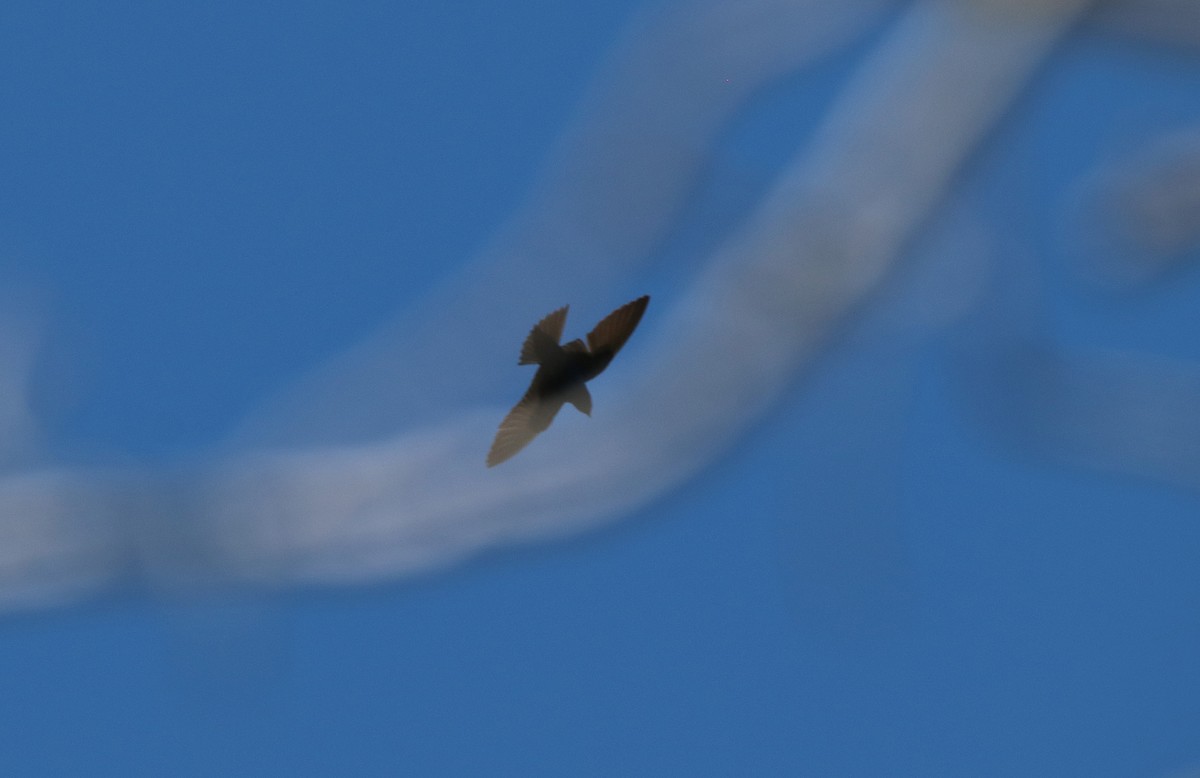 Purple Martin - ML630220903