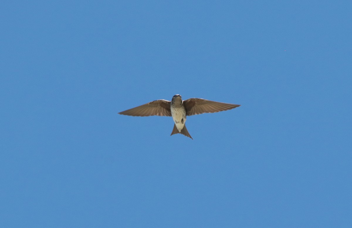 Purple Martin - ML630220904