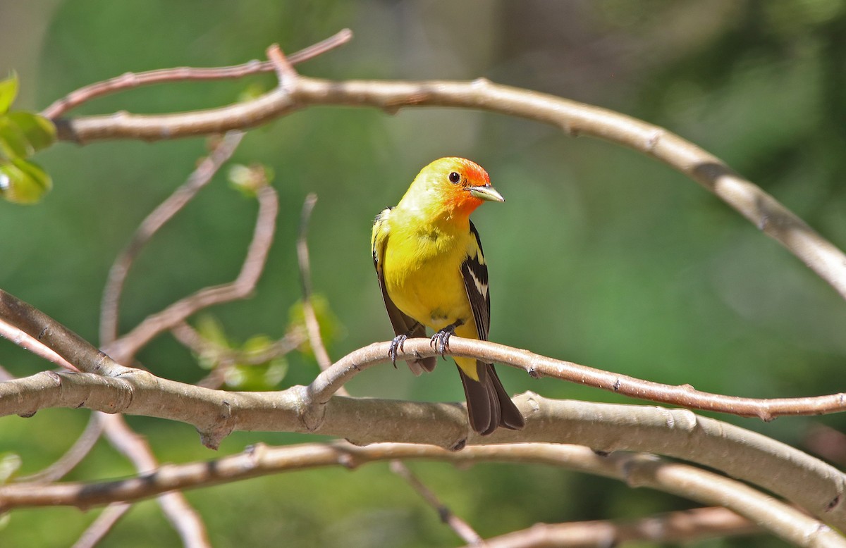 Western Tanager - ML630220910