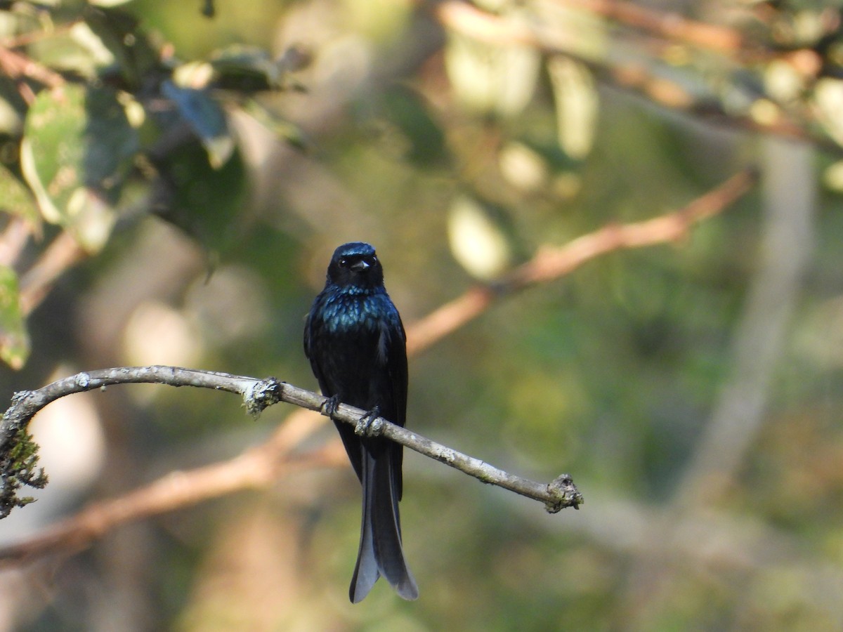 Bronzed Drongo - ML630221157