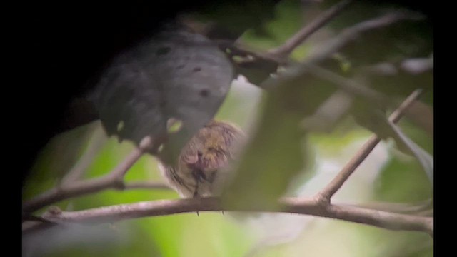 Dwarf Tyrant-Manakin - ML630221205