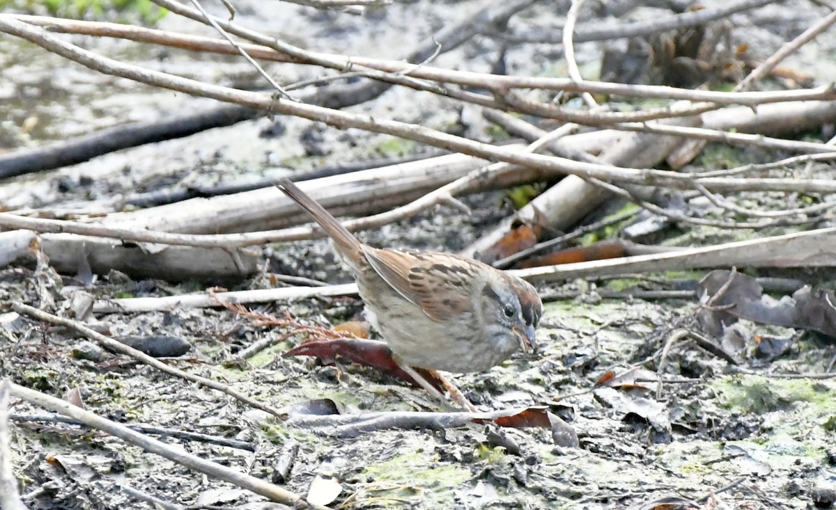 Swamp Sparrow - ML630221219