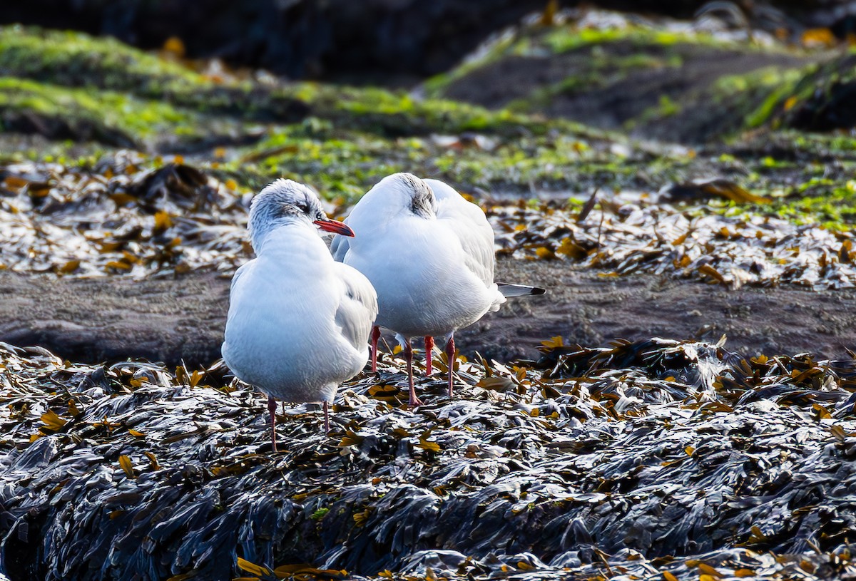 Mediterranean Gull - ML630221356