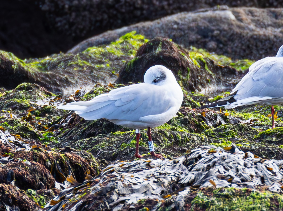 Mediterranean Gull - ML630221364