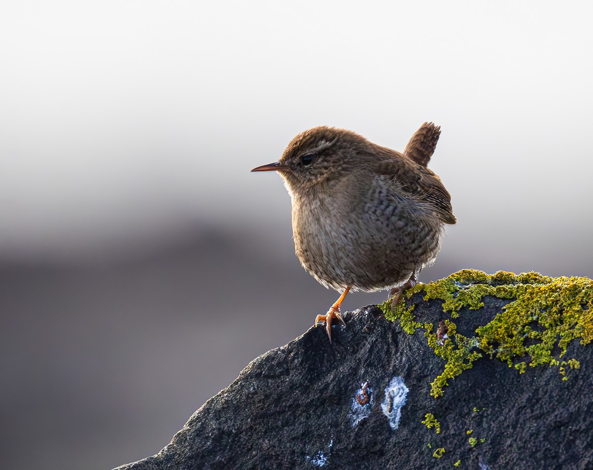 Eurasian Wren - ML630221388