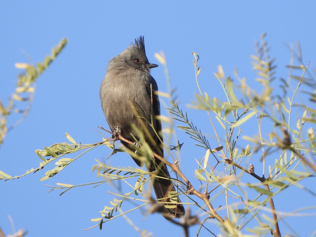 Phénopèple luisant - ML630221728