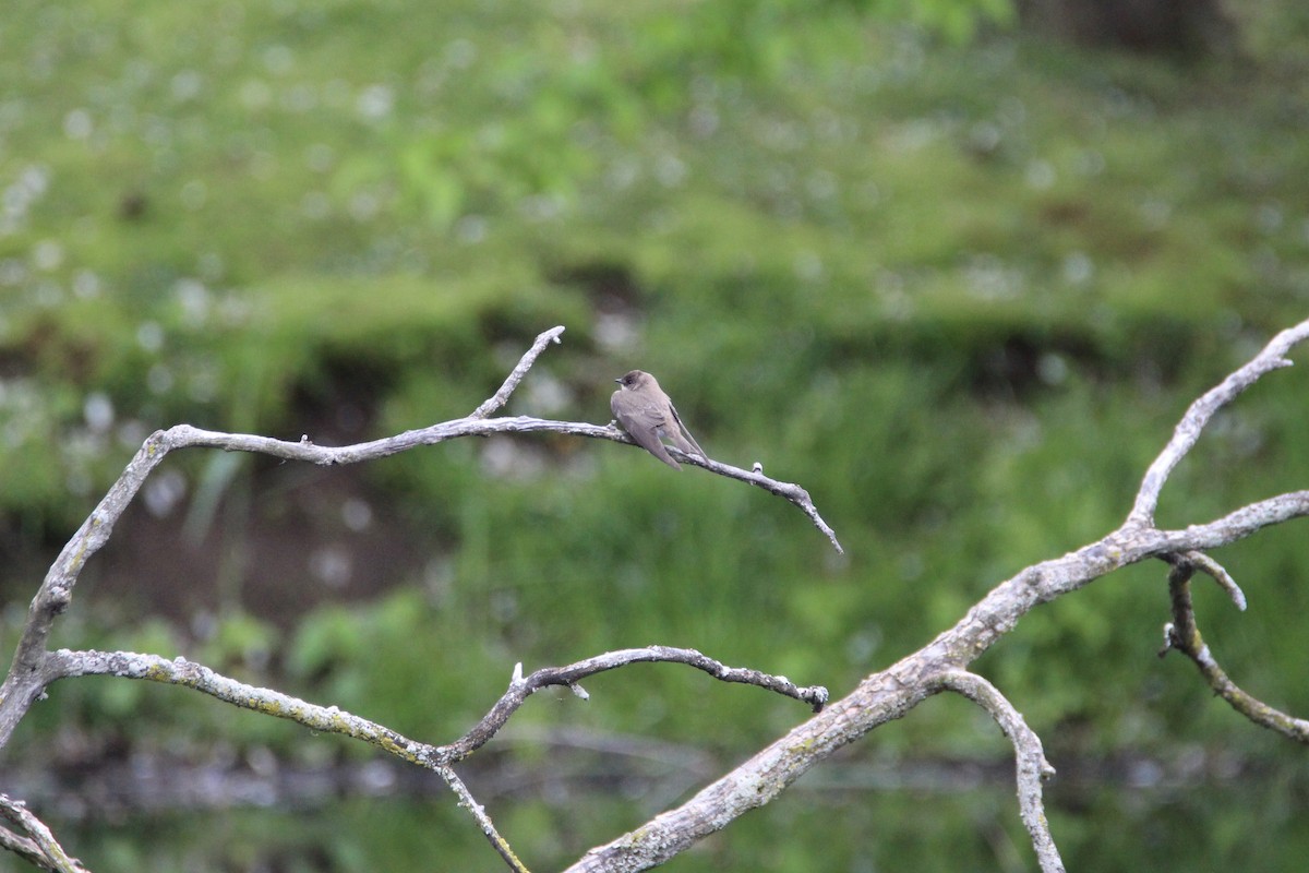 Northern Rough-winged Swallow - ML630221917