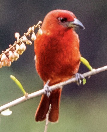 Hepatic Tanager - ML630221968