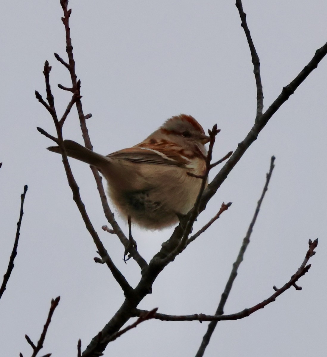 American Tree Sparrow - ML630222044