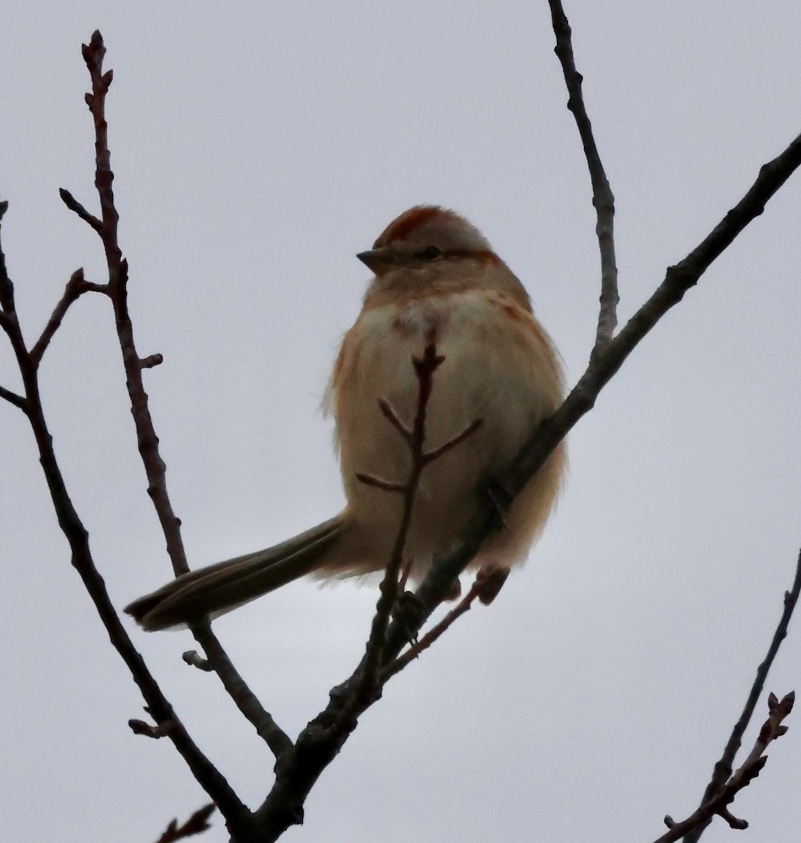 American Tree Sparrow - ML630222045