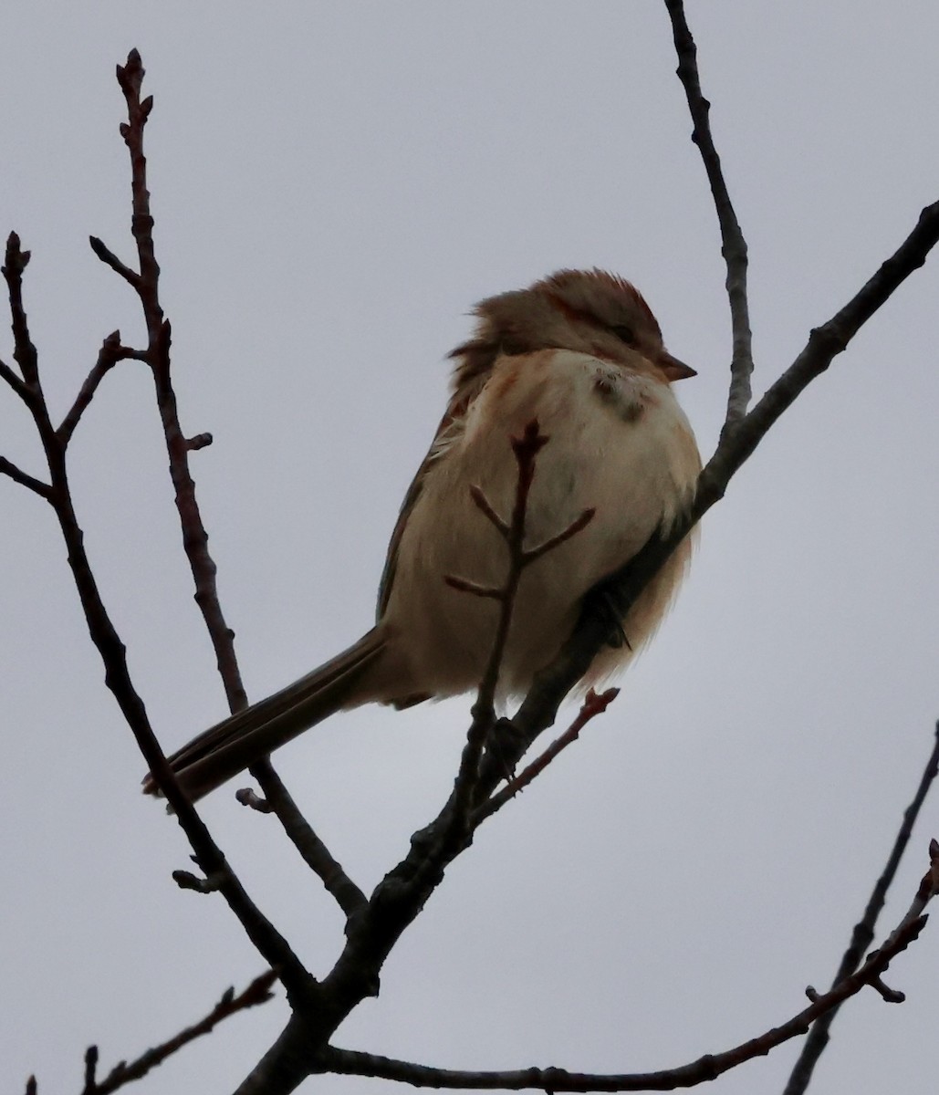 American Tree Sparrow - ML630222046