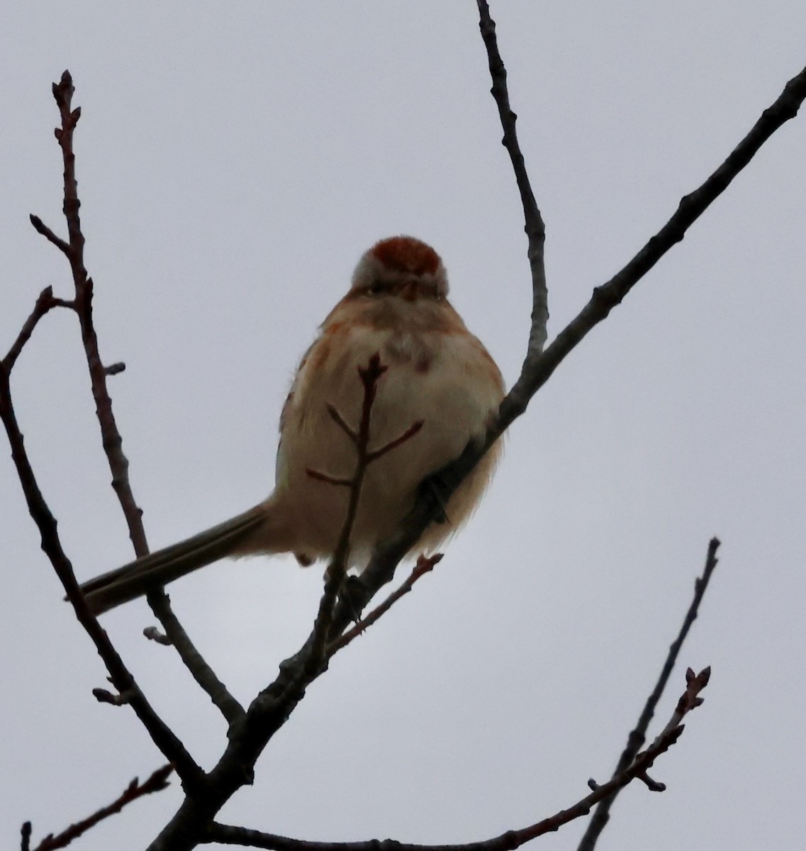 American Tree Sparrow - ML630222047