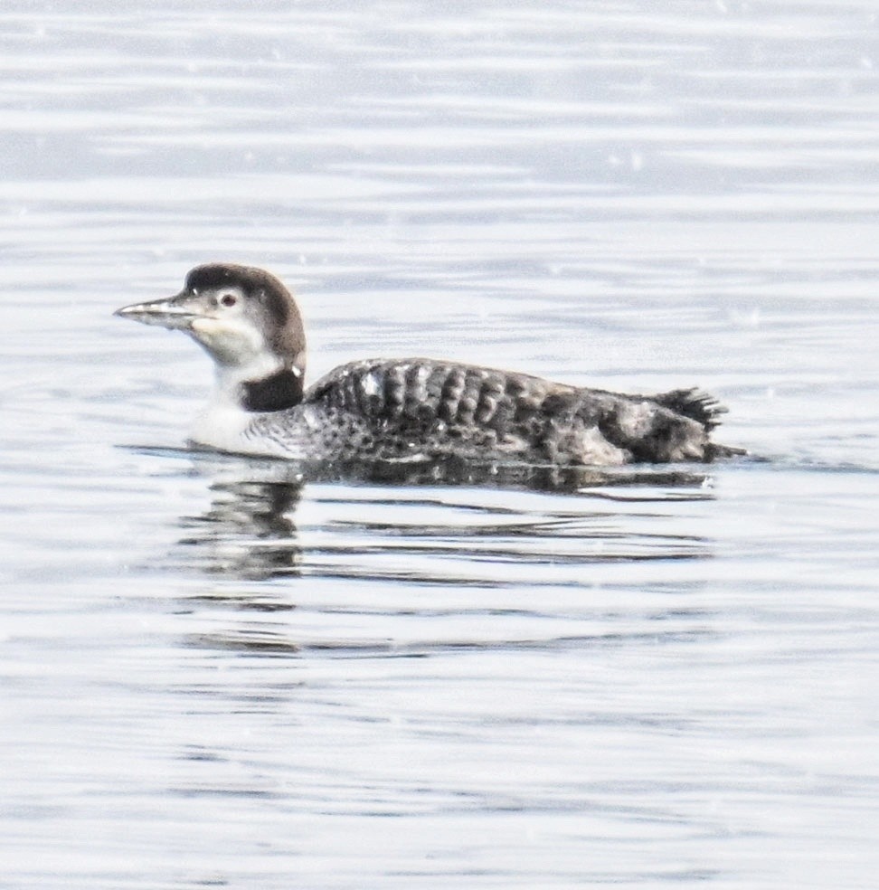 Common Loon - ML630222056