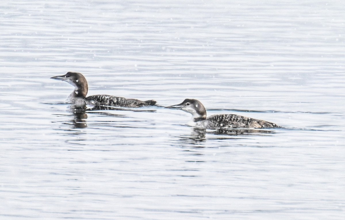 Common Loon - ML630222067