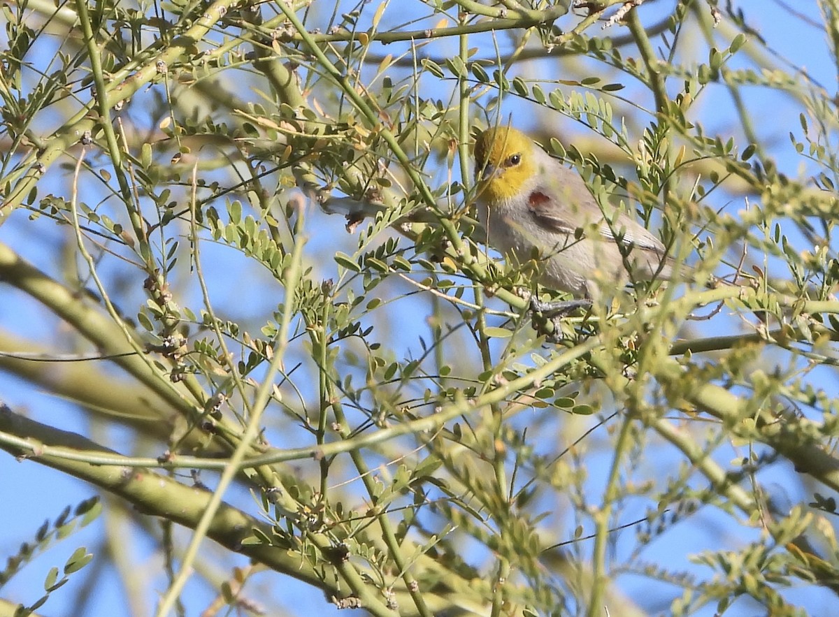 Auripare verdin - ML630222098