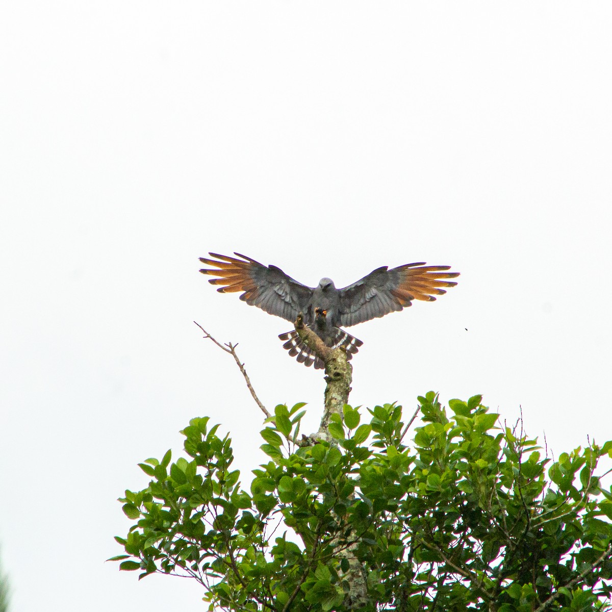 Plumbeous Kite - ML630222104