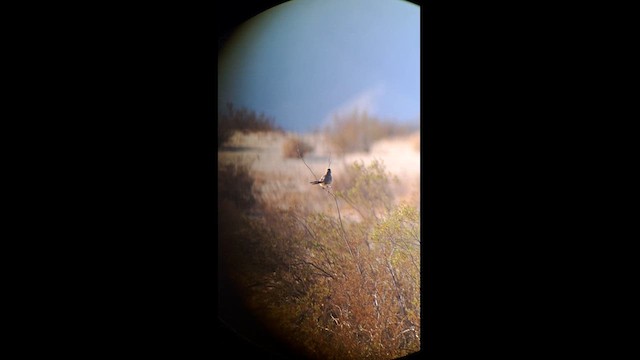 LeConte's Thrasher - ML630222205
