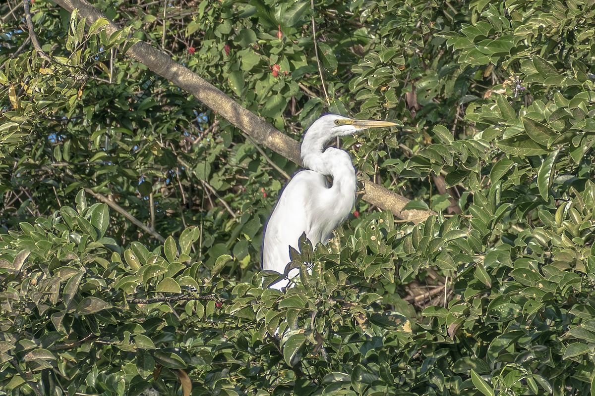 egretthegre - ML630222382