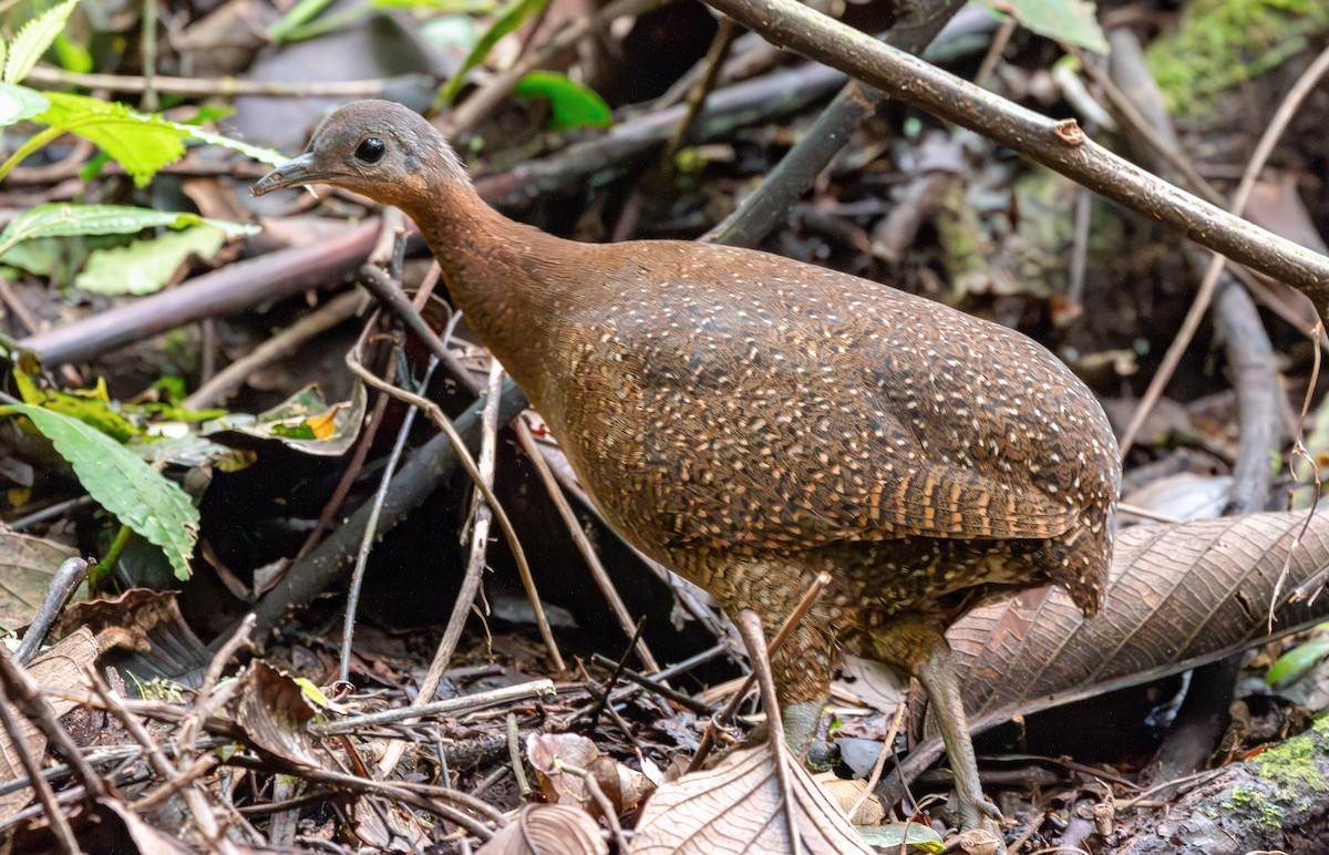 Highland Tinamou - ML630222417