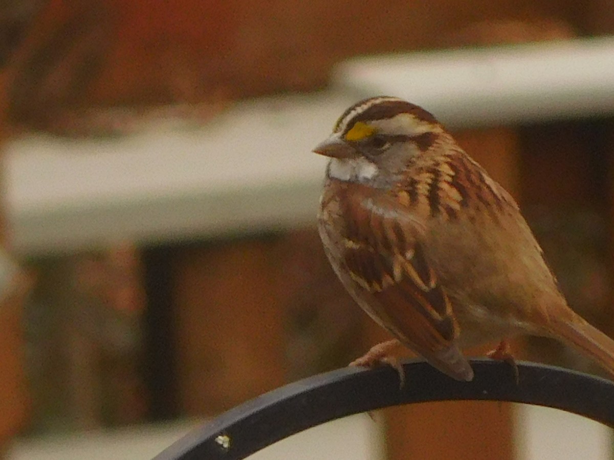 White-throated Sparrow - ML630222419