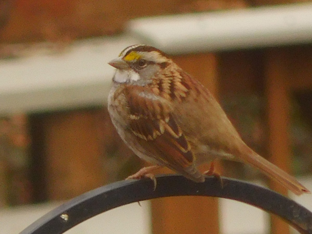 White-throated Sparrow - ML630222424