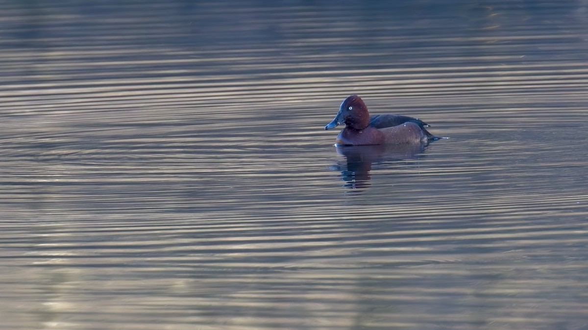 Ferruginous Duck - ML630222476