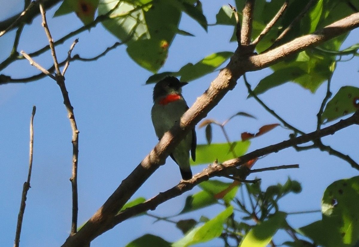 Olive-crowned Flowerpecker - ML630222571