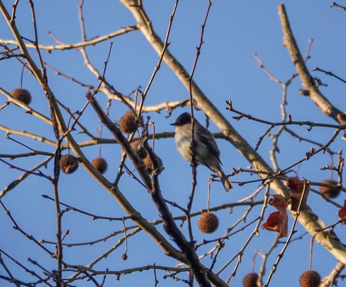Eastern Phoebe - ML630222572