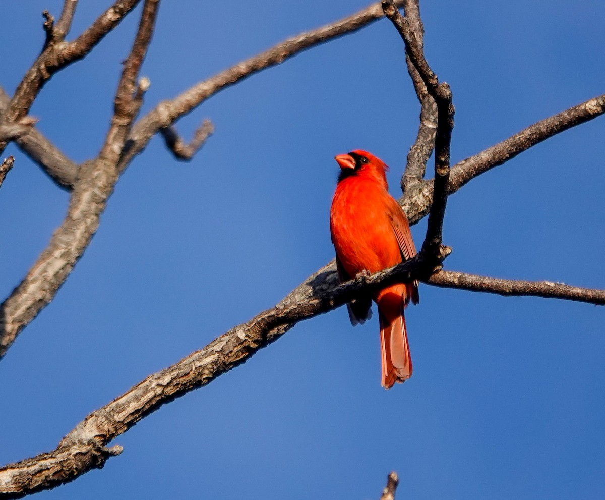 Northern Cardinal - ML630222583