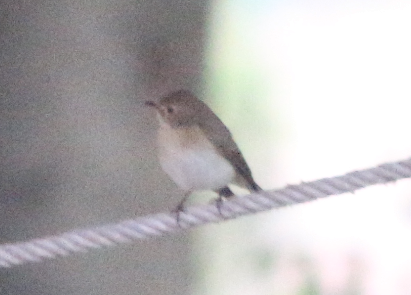 Taiga/Red-breasted Flycatcher - ML630222601