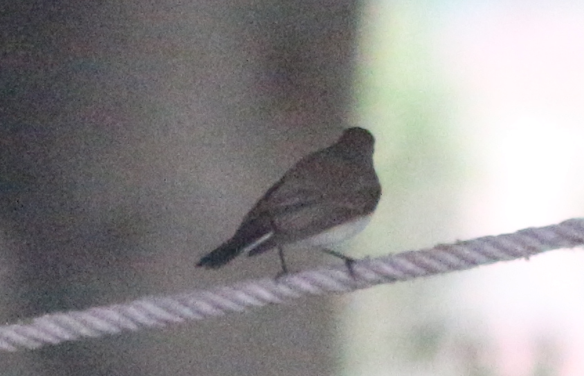 Taiga/Red-breasted Flycatcher - ML630222603