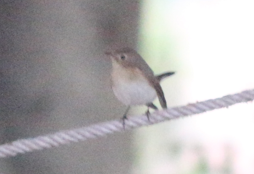 Taiga/Red-breasted Flycatcher - ML630222604
