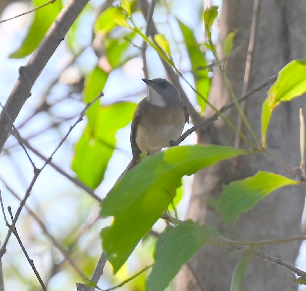 Rufous-throated Honeyeater - ML630222607