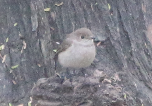 Taiga/Red-breasted Flycatcher - ML630222870