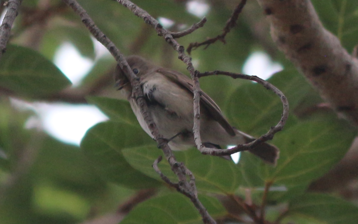 Taiga/Red-breasted Flycatcher - ML630222871
