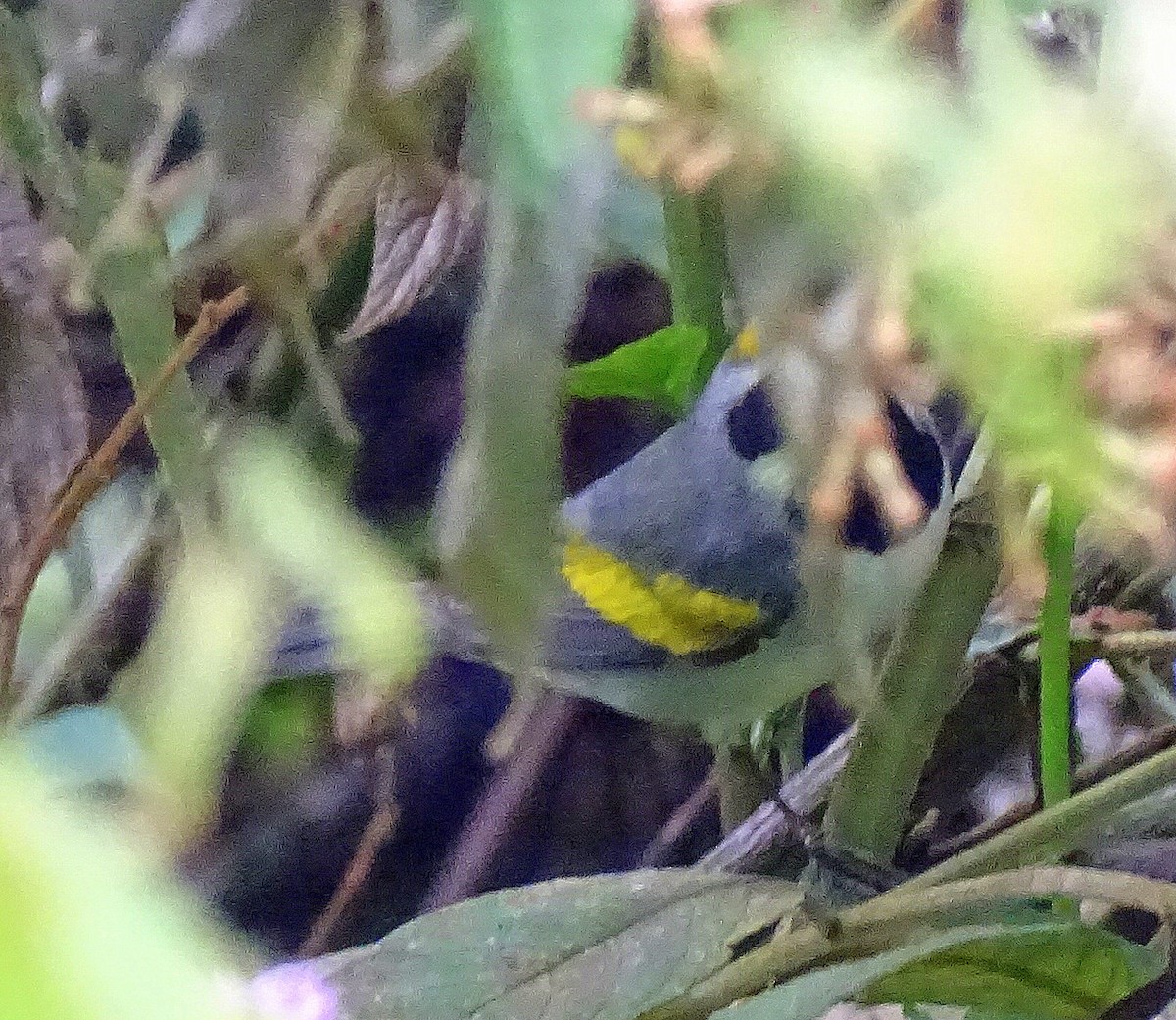 Golden-winged Warbler - ML630223126