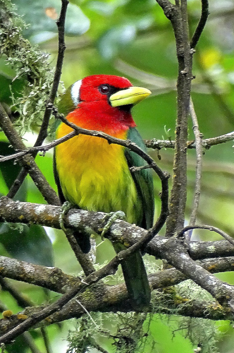 Red-headed Barbet - ML630223308